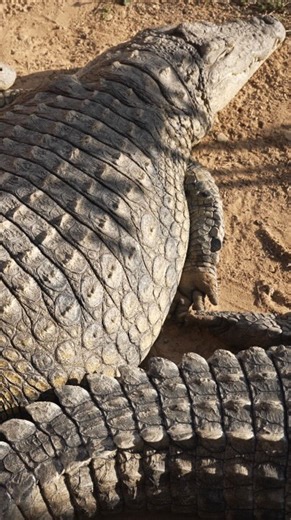 Forrest Galante on Instagram: "A weight loss retreat for chunky crocs 🐊 only @vantara"