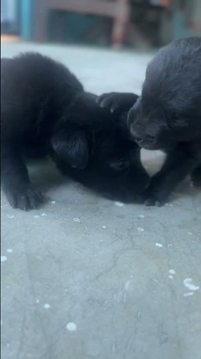 New born Labrador puppies
