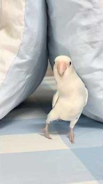 The parrot’s funny behavior every day