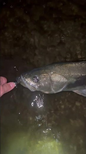 シーバス!浜名湖シーバスを徹底的に1から勉強して、待望の一匹目‼︎ #シーバス#ルアーフィッシング