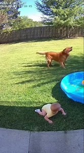 Hero Dog Saves Baby From Hawk Attack in Incredible Backyard Footage!