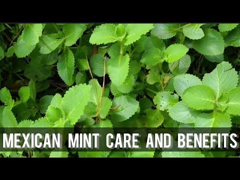 Mexican Mint | Care and information | Made by Plant Care With Sahar