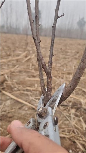 Dead Plum Tree Pruning | Bringing a Plum Tree Back to Life#pruning​ #satisfying​ #shorts​