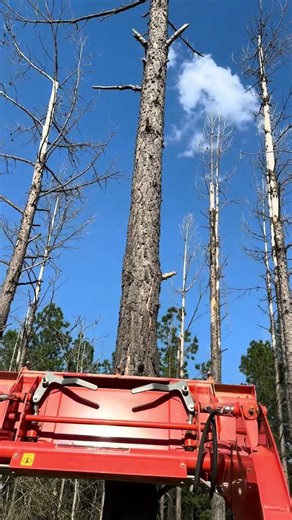 Kubota pushing over dead pine tree 🌲