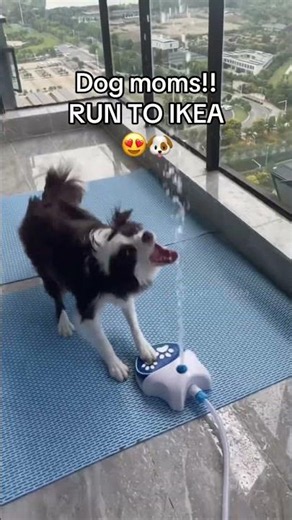 The perfect dog toy for summer!!😍🐶