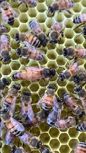 Queen Bee at Work Inside the Hive 🐝👑 #Shorts