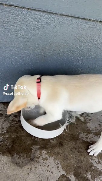 Scottie on TikTok