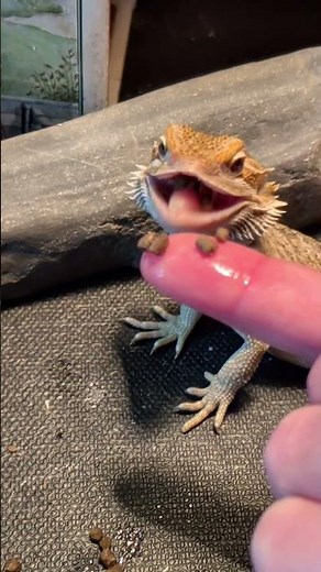 Bearded Dragon Hand Feeding Close Up #shorts #dragon #beardeddragon