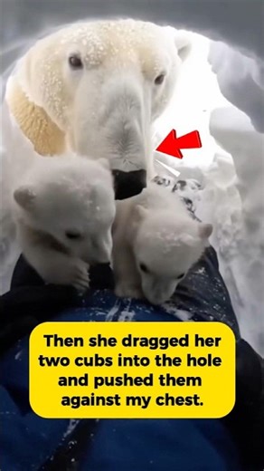 Mother polar bear protected me and her babies 🐻‍❄️ #polarbear #rescue #animalrescue #shorts #cute