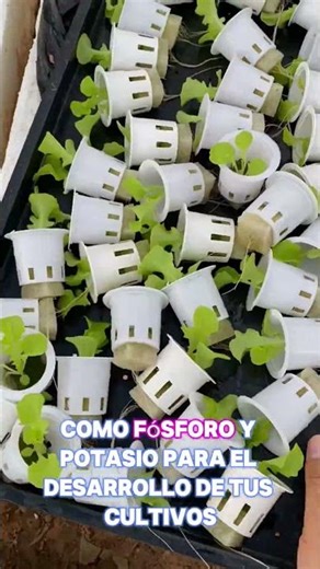 🥬 Learn hydroponics from scratch and create your own garden at home. #hydroponics #homegarden #ga...