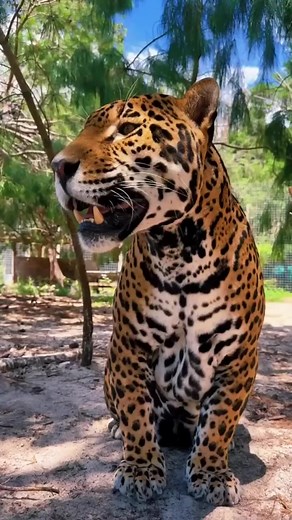 15K views · 559 reactions | Jaguar blasts lion | Lion Life | Facebook