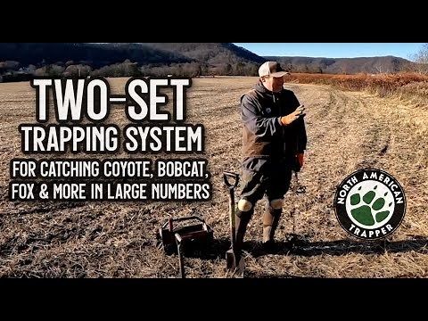 BEST TWO SETS for COYOTES ~ The TWO-SET / DOUBLE UP Trapping System for catching large numbers