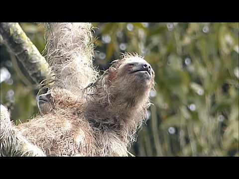 Brown-throated Three toed Sloth with nursing baby