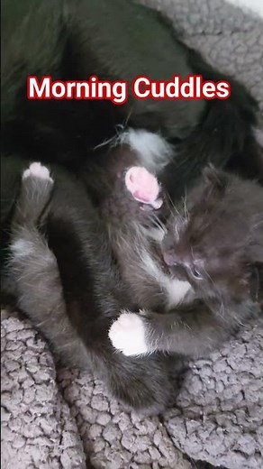 Cola and baby Pepsi just chilling #pepsi #animals #cute #cat #rescue #cuteanimals #cats