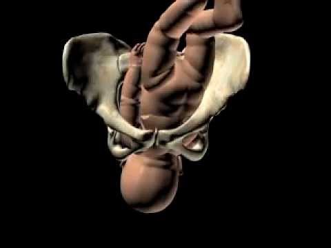 La naissance d'un enfant - accouchement en 3D -