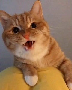 5M views · 55K reactions |  from @橘猫栓子 | DY  ~ double tap ❤❤ #catloversclub | Cat Lover Club | Facebook