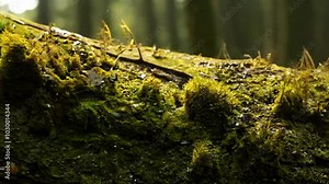 Slow pan video across moss and lichen on a tree trunk in natural sunlight, revealing a diverse ecosystem