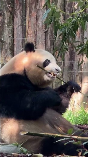 Ultimate Panda Paradise in Chengdu, China