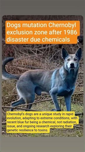 Chernobyl disaster 1986 #chernobylzone #mutation #facts #sciencefacts