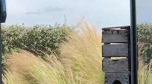 “When will you come home?” Written by Charley Webb, Hattie Webb and Dan Wilson From the EP by The Webb Sisters #whenwillyoucomehome? #thewebbsisters #webbsisters #rehearsal #acoustic #harp #celticharp #Taylorguitars #hattiewebb #charleywebb #danwilson | The Webb Sisters