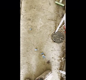 Three hungry parrots break bowl while eating their seeds