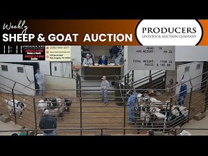1/7/2025 - Producers Livestock Auction Company Sheep & Goat Auction