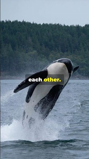 🐋 Orcas: Killer Whales of the Ocean! | Smartest Hunters