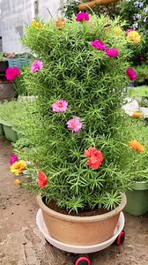 ARRANJO DE FLORES COM CANO - PASSO A PASSO .......#orchid #orchids #orchidlover #orchidee #orquídea #orquídeas #orquideas #orquidea #orquideasbrasil #orquideascollection #orquideaslovers #plantas #orquideaslindas #orquidario #orquidário #flor #floricultura #flores #plantas #planta | Antonio Eliab