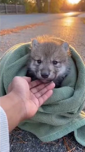 Wolf Pup Growth: Day 1 vs. 3 Years Later 📉📈