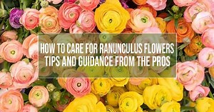 Ranunculus Flowers Care - Advice And Guidance From The Pros [Video]