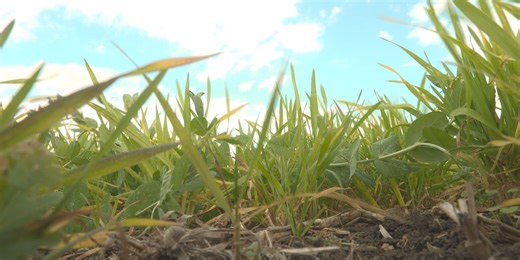 Trump administration announces $12 billion farmer assistance program