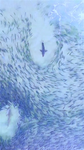A juvenile great white shark (Carcharodon carcharias) hunts in a bait ball off the south coast of New South Wales! 🦈 Bait balls occur when small schooling fish swarm in a tightly packed spherical formation about a common centre to defend against predators. This activity protects the fish as they're more likely to survive in a group rather than as individuals, but the mass movement can also attract predators like this great white and nurse shark! 🎥 AUs Mash Mash #shark #sharks #ausgeo #sealife 