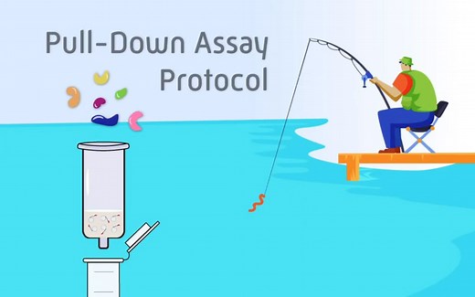【中文字幕】Pull-Down Assay全流程讲解--超级新手向