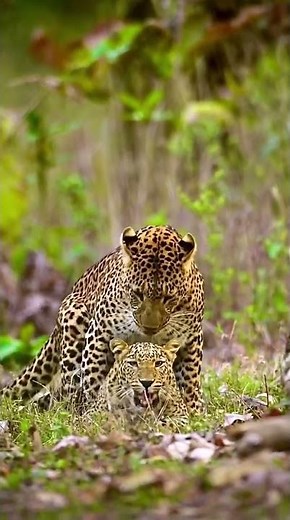 Leopards’ Mating Ritual — Rare Moment in the Wild 🐆🌿”