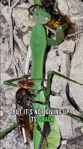 Brutal Nature: Mantis Eats Hornet WHILE Being Eaten