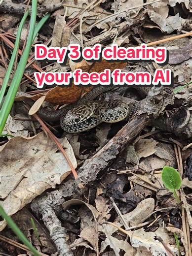 Discover Nature's Gentle Creatures: A Snake Encounter