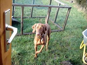 Magyar Vizsla - Hungarian Pointer/Ungarischer Vorstehhund/Braque Hongrois