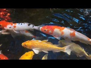 Koi Fish Health: Spotting and Treating Anchor Worms