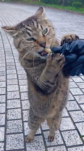 キビナゴ🐟大好きチビ太君❗お兄さんの手に飛び付きパクパク⤴️持っていきパクパク⤴️可愛いでしょ♥️ #地域猫活動 #猫大好きBIGMAMA #地域猫ボランティア #地域猫#猫好きさんと繋がりたい #猫
