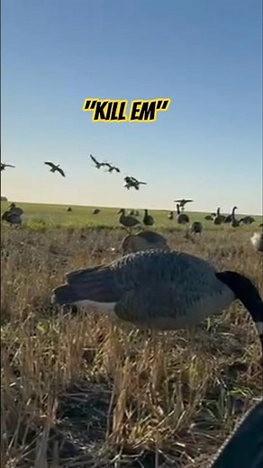 Experience All Flocked Up Outdoors — premium waterfowl hunts in Devils Lake, ND. Book now! #hunting