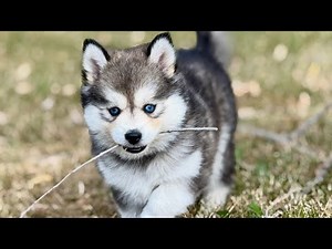 Free Free Free SIBERIAN HUSKY