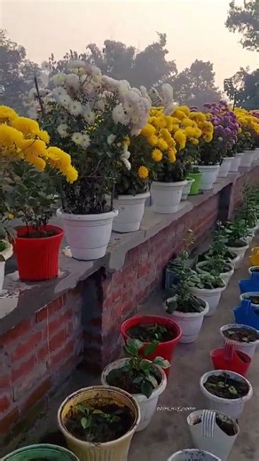 Gopa Jana De on Instagram: "Beautiful flowers garden 🏡🌺🌻🌹🌷🌸🌼💐☺☃️#flowers #garden #newpost #nature #trendingreels #reelsfeed #winterflowersgarden #love #beautiful #reels #instagram #trending #success"