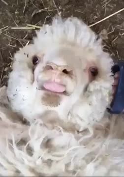 Hilarious Sheep Laughing Compilation | Funny Sheep Videos