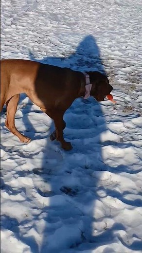 vizsla in the frozen tundra