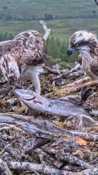 😇#eagle #wildlife #nest #animals #birdofprey #hunting #osprey #nature #birds