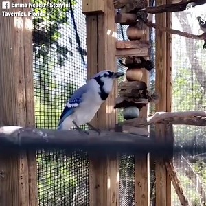 5.4K views · 112 reactions | Flop the Blue Jay, who was raised with...