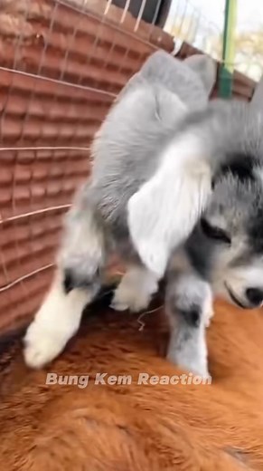 74K views · 4K reactions | This baby goat just can’t stop dancing! Jumping around like it’s the happiest day ever Too cute to handle try not to smile watching this! 藍 #suara #sound #fyppp #soundviral #sheep #goat #kambing #lamb #funny #reels #reaction #USA #UK #DIY #jangkauanluas #fypviral #vidioreel #asmr #ASMR | Bung Kem Reaction | Facebook