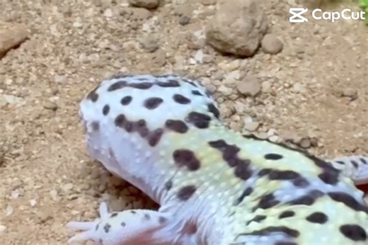 Lots of pretty Leopard Gecko youngsters in stock, all bred by us 😍 #leopardgecko #leopardgeckosofinstagram #leopardgeckos #geckos #gecko #geckolife #geckogram #geckolove #geckosofinstagram #eublepharismacularius #reptile #reptiles | Exeter Exotics