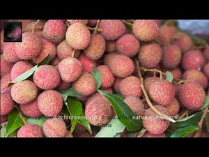 The Ultimate Guide to Lychee (#)