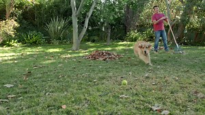 SENTRY Fiproguard Plus is just as effective against fleas and ticks as the leading vet brand plus saves you money and a trip to the vet! | Sentry Pet Care | Facebook